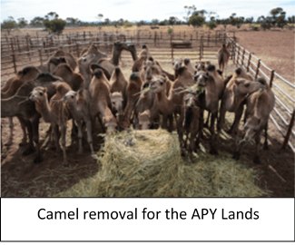 Camel removal